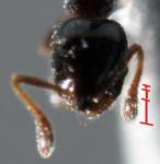 Monomorium carbonarium