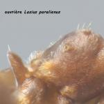 propodeum fourmi