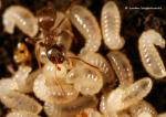 Larves Lasius neglectus