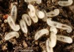 Larves de Lasius cf barbarus/piliferus