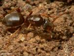 gyne Lasius mixtus