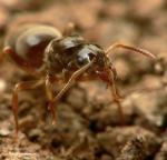gyne Lasius mixtus