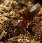 gyne Lasius mixtus