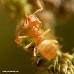 lasius mixtus ouvrière