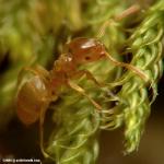 lasius mixtus ouvrière