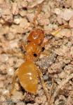 Lasius myops