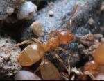 ouvrière Lasius myops