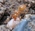 Lasius myops, ouvrière et cocon