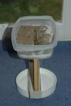 Nid vertical lasius emarginatus-3