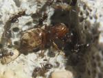 Reine Lasius emarginatus