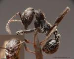 ouvrière Aphaenogaster iberica