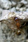 Camponotus Pilicornis
