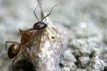 Camponotus Pilicornis