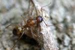 Camponotus Pillicornis