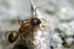 Camponotus Pillicornis