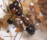 ouvrire Camponotus pilicornis