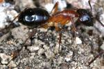 ouvrire Camponotus pilicornis