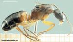 gyne Camponotus pilicornis