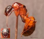 gyne Camponotus pilicornis