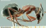 major C.pilicornis