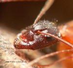 ouvrire minor Camponotus pilicornis