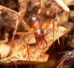 minor Camponotus pilicornis