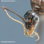 mâle Camponotus pilicornis