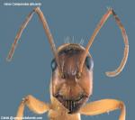 minor Camponotus pilicornis