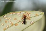 La même espèce de cochenille sur une feuille d\'olivier