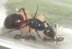 Camponotus ligniperdus