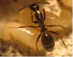 Camponotus Aethiops_ Ouvrire