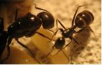 Camponotus Aethiops_ Ouvrire et Reine