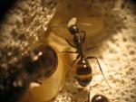 Camponotus Aethiops_ Ouvrire 3