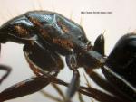 Vue du thorax + Ptiole