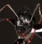 Camponotus aethiops