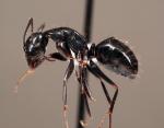 Camponotus aethiops