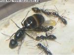 Camponotus aethiops colonie