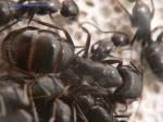 major camponotus aethiops
