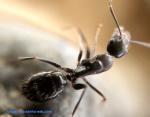 minor camponotus aethiops