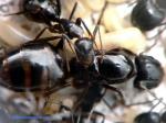 gyne camponotus aethiops