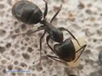 ouvrière camponotus aethiops