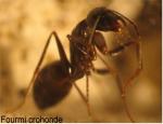 Camponotus Aethiops_4