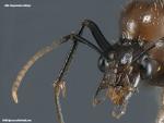tête de mâle Camponotus aethiops