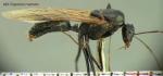 mâle Camponotus cruentatus
