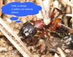 Camponotus ligniperdus