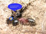 Camponotus ligniperdus