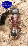 Camponotus ligniperdus