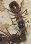 Trophallaxie