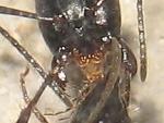 Trophallaxie