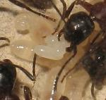 Camponotus ligniperdus_oeufs